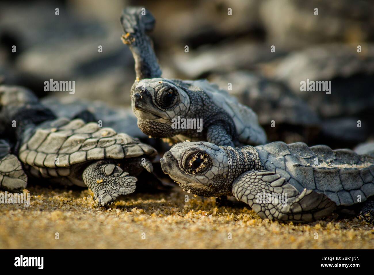 Baby hatchling tartarughe di mare della lotta per la sopravvivenza in quanto essi scamper all'oceano di Cabo Pulmo Parco Nazionale vicino Cabo San Lucas, Messico Foto Stock