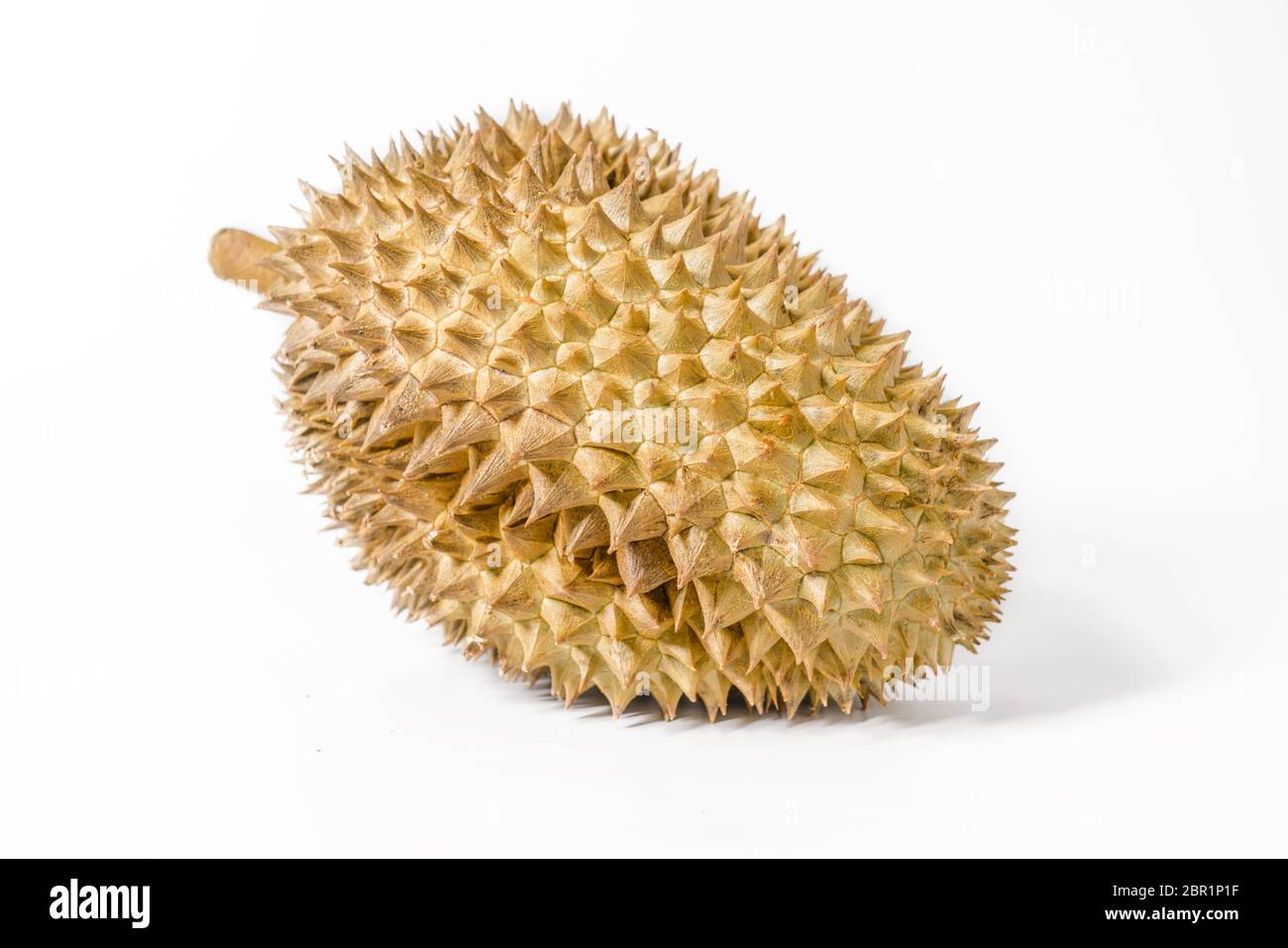 Durian singolo sullo sfondo bianco, fotografia di natura morta. Foto Stock