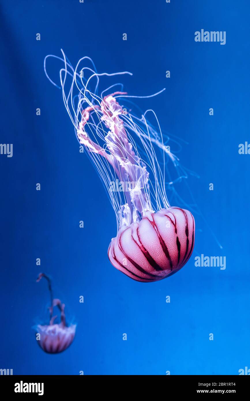 Mare pacifico ortica Chrysaora melanaster meduse. Rosa vibranti contro un fondo blu intenso Foto Stock