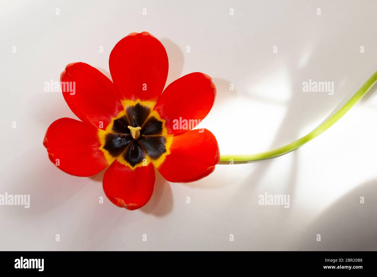 Tulipano rosso fresco e grande aperto in camera sullo sfondo della carta nella luce del sole mattina closeup Foto Stock