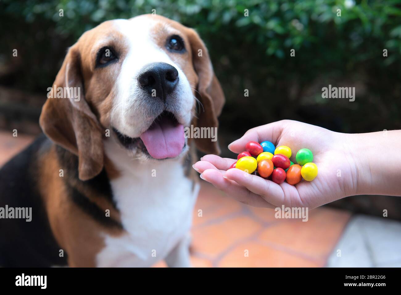 La gente sta alimentando i cani con cioccolato. Questi alimenti sono vietati per i cani. Perché può essere malato e può causare la morte Foto Stock