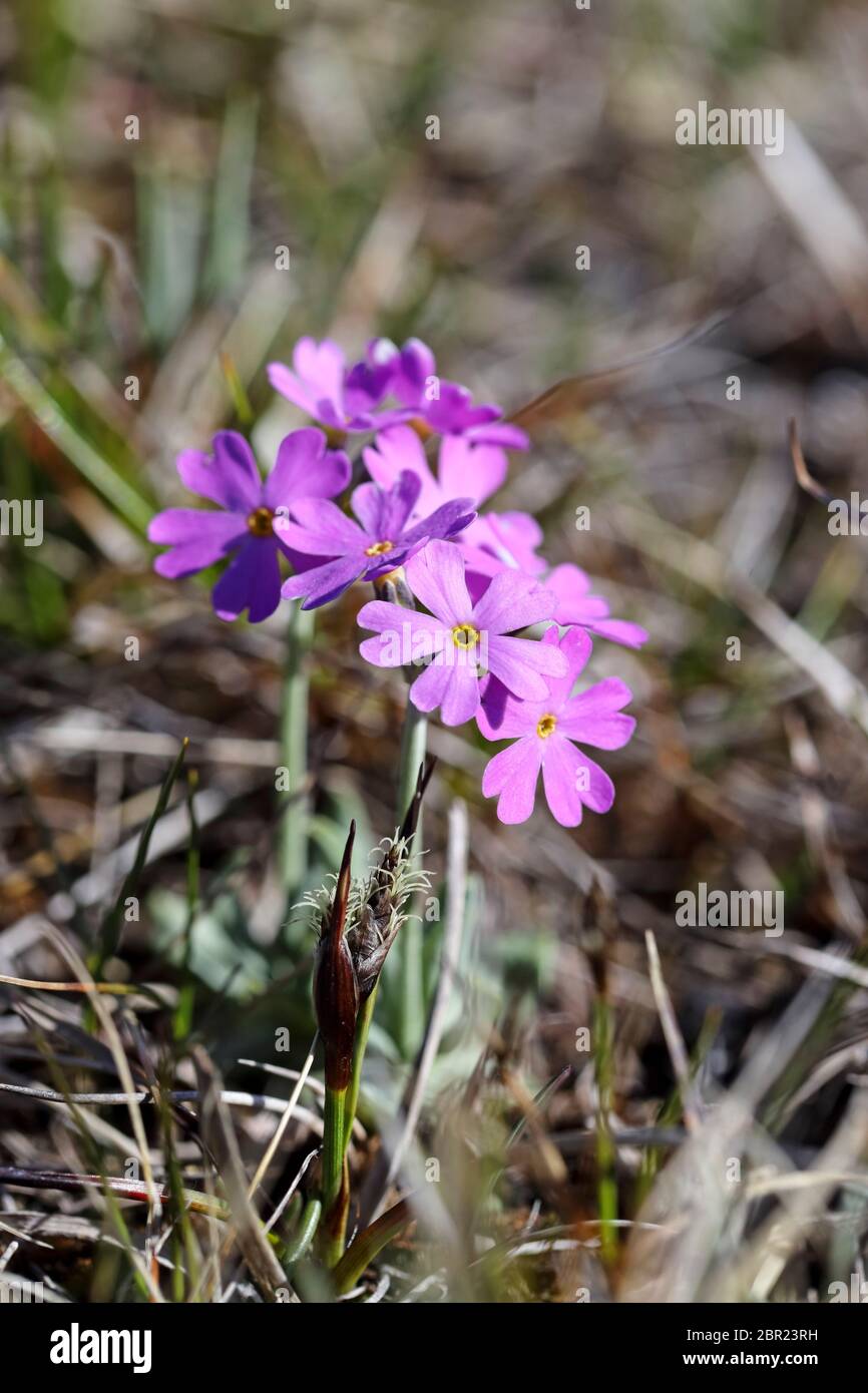 Bird's-Eye Primrose Primula Farinosa Flowers, Widdybank Fell Moor House National Nature Reserve, Teesdale County Durham UK Foto Stock