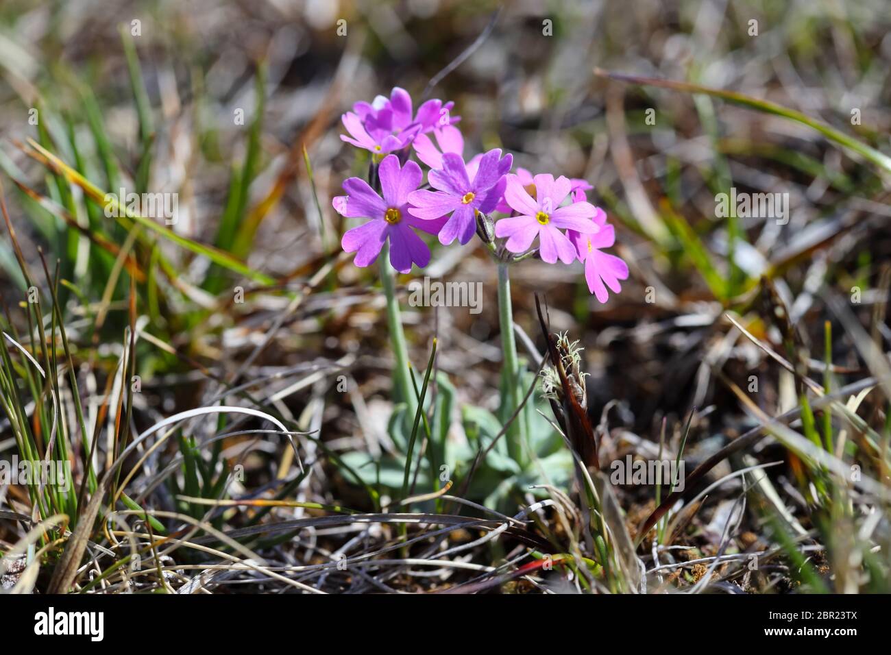 Bird's-Eye Primrose Primula Farinosa Flowers, Widdybank Fell Moor House National Nature Reserve, Teesdale County Durham UK Foto Stock