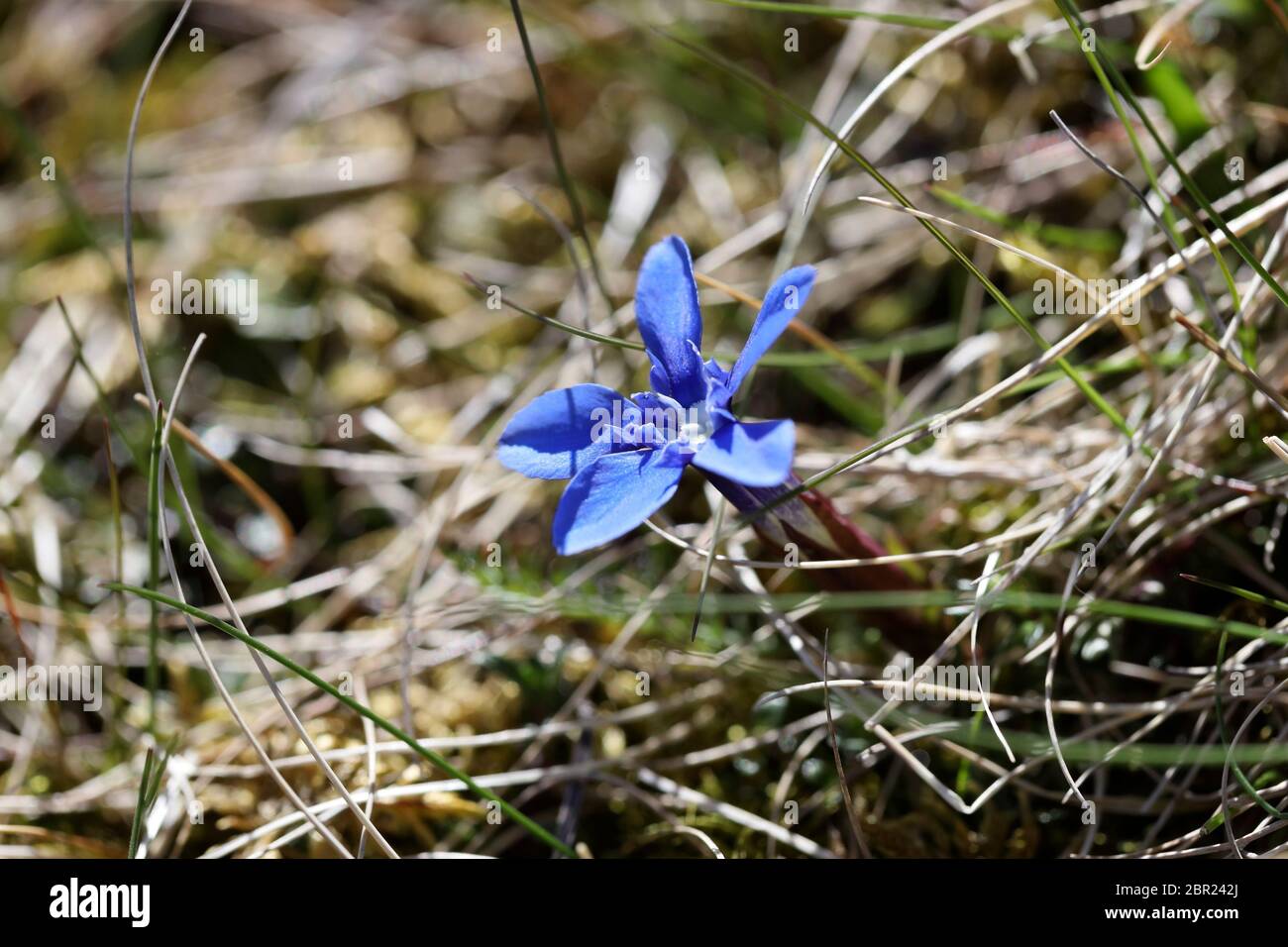 Spring Gentian (Gentiana verna) Fiore, Widdybank Fell, Moor House National Nature Reserve, Upper Teesdale County Durham, Inghilterra, Regno Unito, Foto Stock