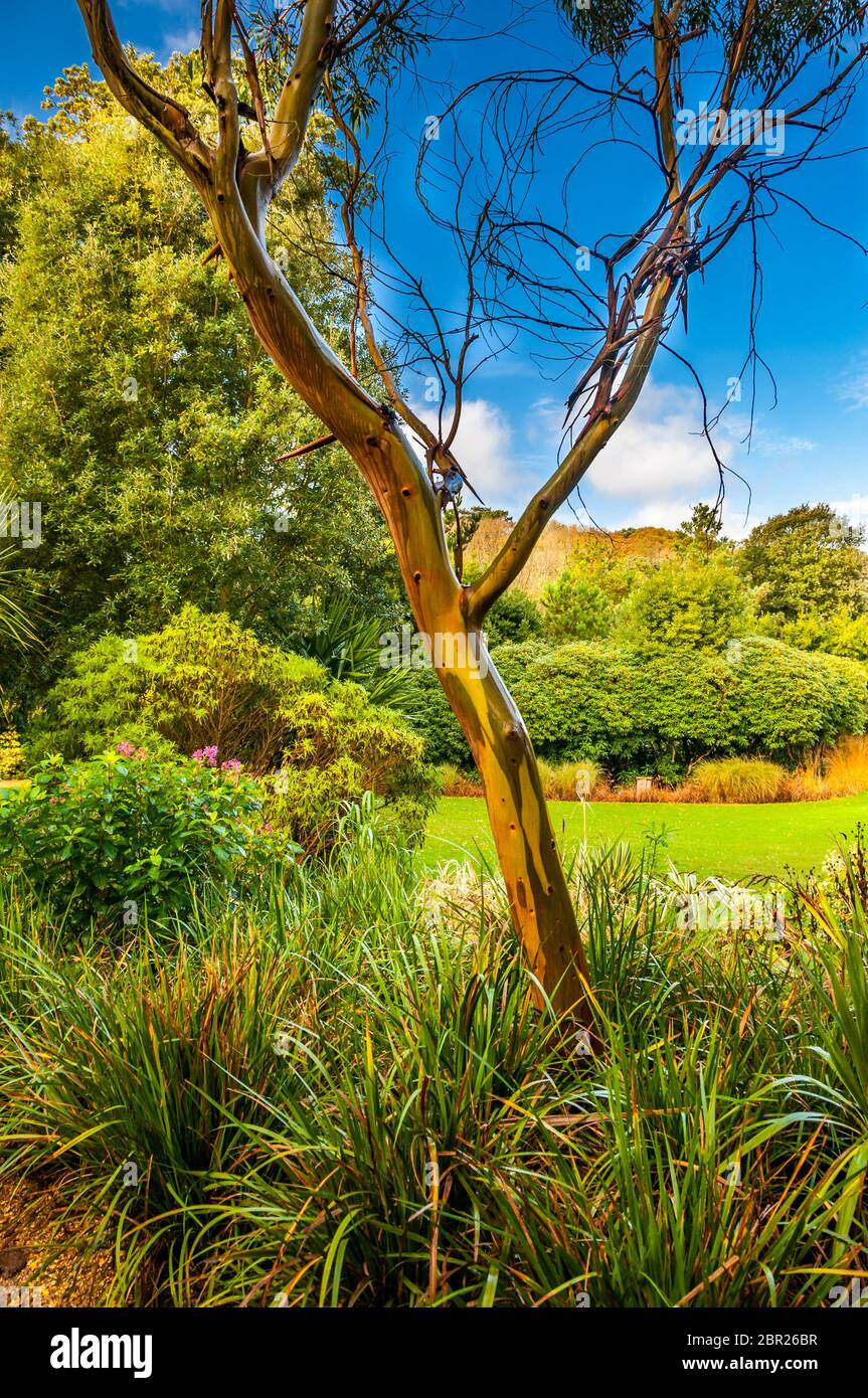 Una gomma di albero in Abbotsbury giardini subtropicali, Dorset, Gran Bretagna Foto Stock
