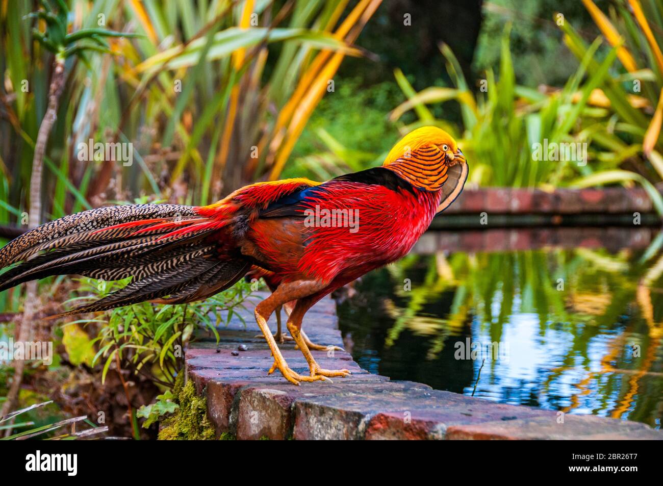 Un Golden Pheasant in Abbotsbury giardini subtropicali, Dorset, Gran Bretagna. Foto Stock