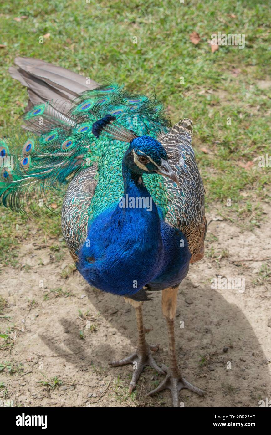 peacock in natura Foto Stock