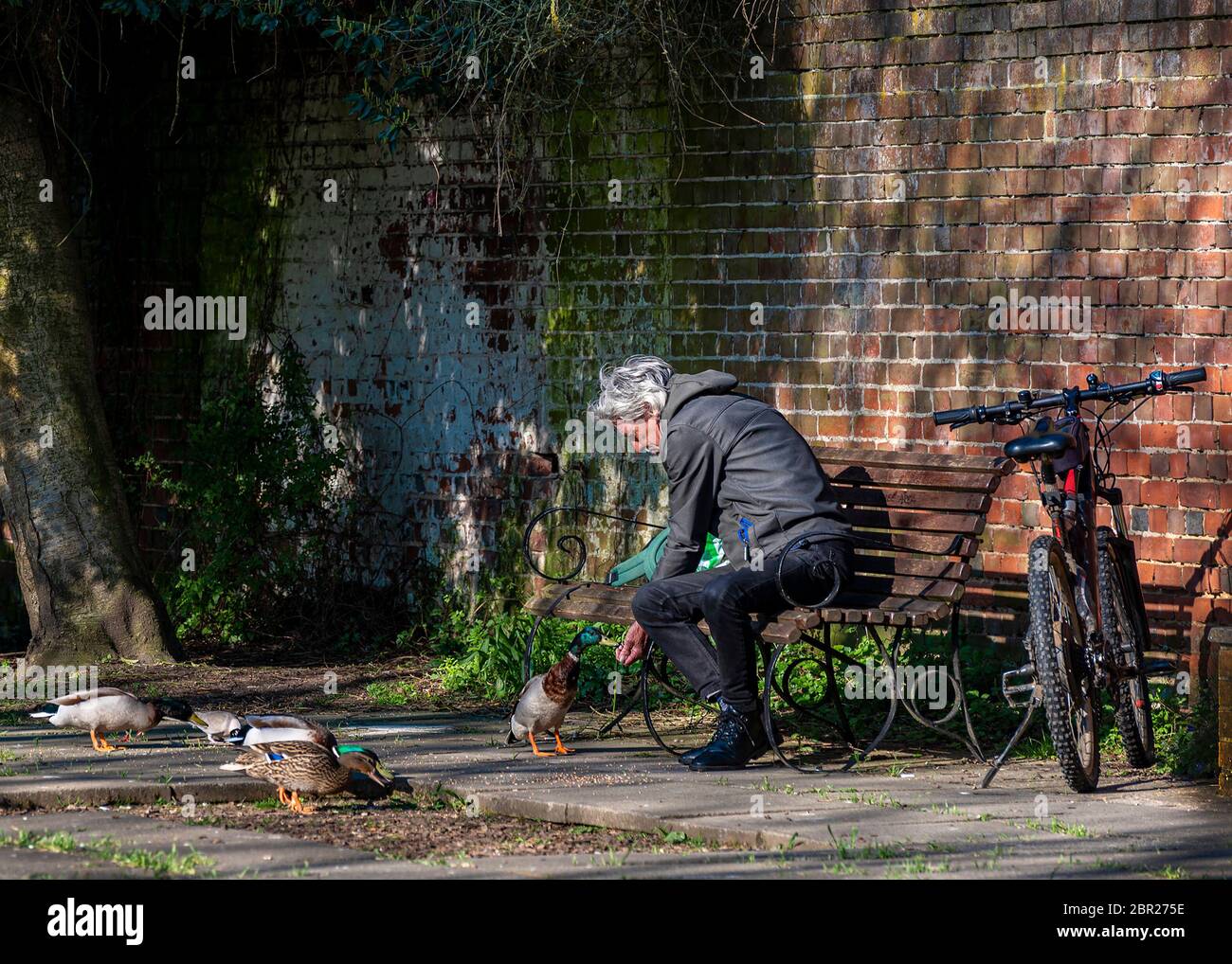 Uomo che alimenta anatre dalla sua mano da una panchina di parco Foto Stock