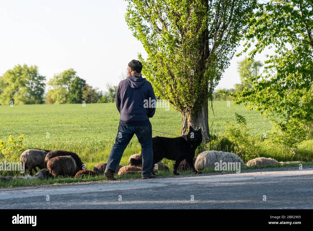 Ucraina, Bacota, 11.05.2020: Pastore con il cane nero grande e gregge di pecore nel prato Foto Stock
