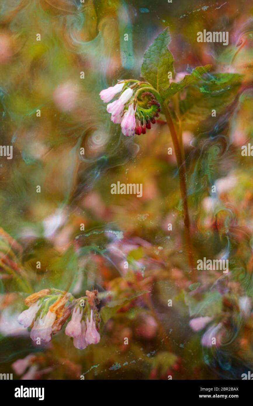 Una pianta rosa di Comfrey in primavera, come si svela Foto Stock