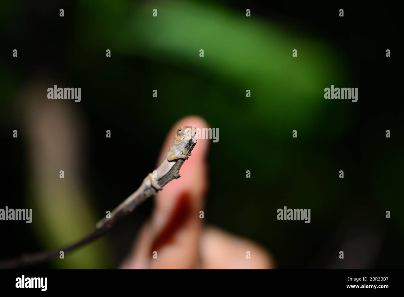 Brookesia Chameleon piccolo contro il dito umano. Ranomafana. Madagascar Foto Stock