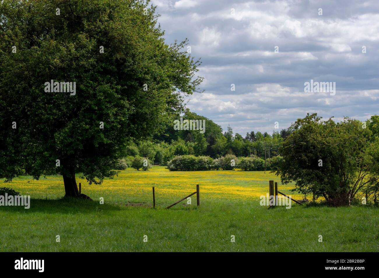 Un campo di Buttercups nel sole di primavera Foto Stock