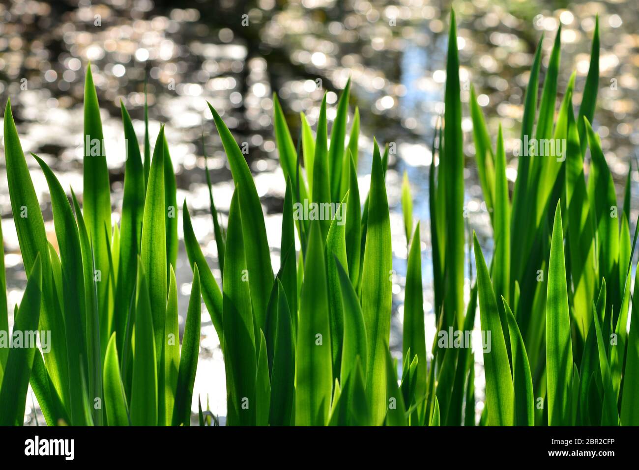 Un fondo naturale di canne verdi contro i riflessi dell'acqua in uno stagno. Foto Stock