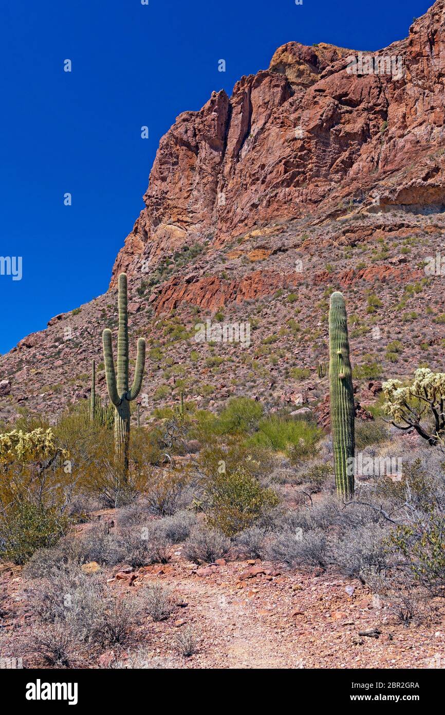 Cactus sotto le vette del deserto in organ Pipe Cactus National Park in Arizona Foto Stock