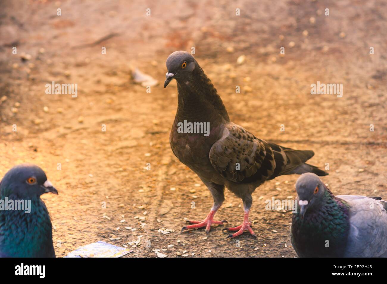 Un branco di piccioni seduti in un parco d'estate. Grigio colomba sulla bella giornata di sole. Libertà il concetto di pace. Messa a fuoco selettiva su 1 pigeon bird in un gruppo. Sna Foto Stock