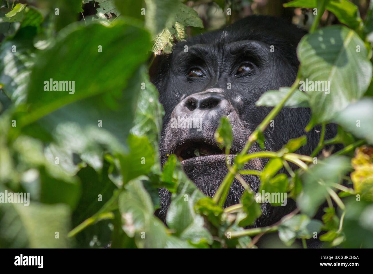 Un gorilla di Angelica Guarda heavenward nella impenatrable forrest di Uganda Foto Stock