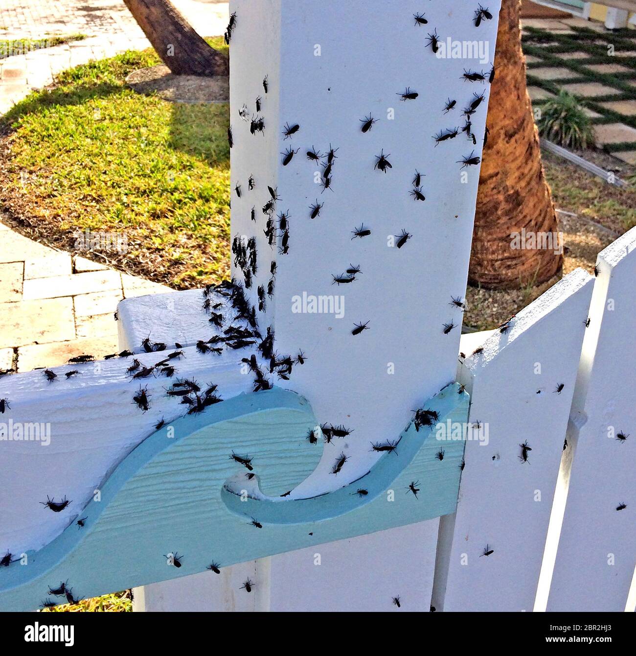 Lovebugs si accende nel tardo pomeriggio su un palo di recinzione bianco durante la stagione di accoppiamento biennale dell'insetto che li rende ben noti e molto ingraditi nello stato della Florida, Stati Uniti, specialmente lungo la costa del Golfo. Milioni di maschi e femmine volanti si uniscono coda a coda per accoppiarsi durante maggio e settembre. Comunemente chiamati lovebugs della Florida, i critters pesky non morso né pungono ed in realtà sono una specie di mosca, Plecia nearctica. Quando si scalda lungo le autostrade, a volte appaiono come nuvole nere che possono essere pericolose per la guida e nocive per le finiture verniciate dei veicoli. Foto Stock