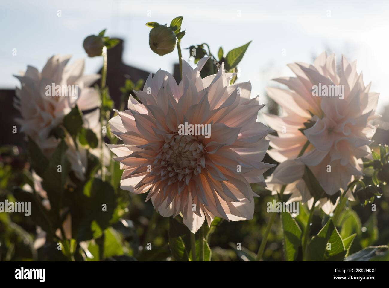 Cafe au Lait Dahlias Foto Stock