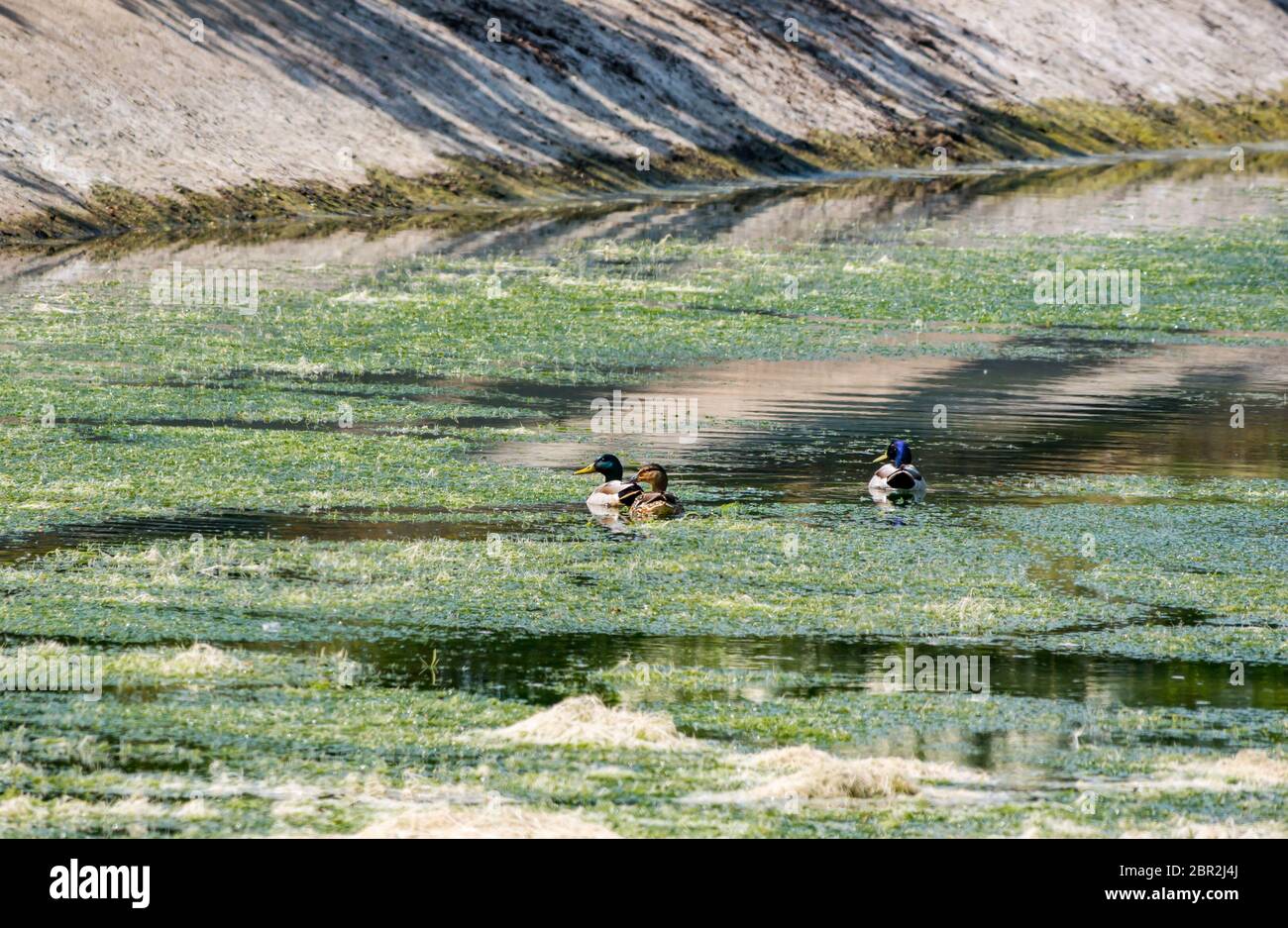 East Lothian, Scozia, Regno Unito. 20 maggio 2020. UK Meteo: le anatre di mallard nuotano in un serbatoio che è coperto di schiuma e alghe fioriscono a causa del tempo secco. Foto Stock