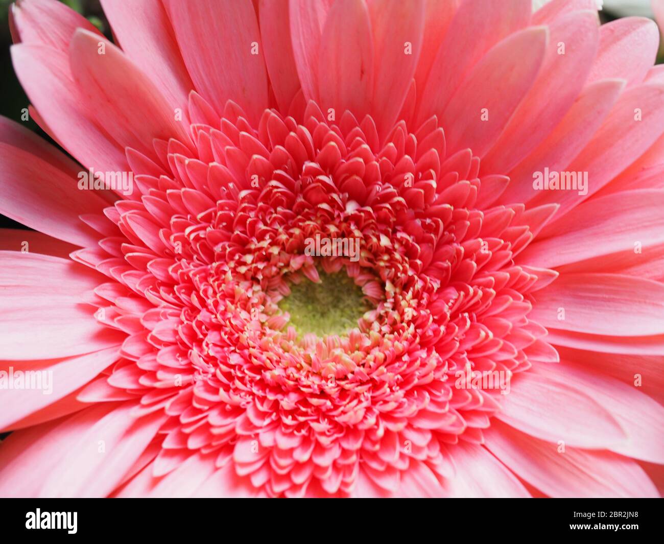 Gerbera Daisy Macro Foto Stock