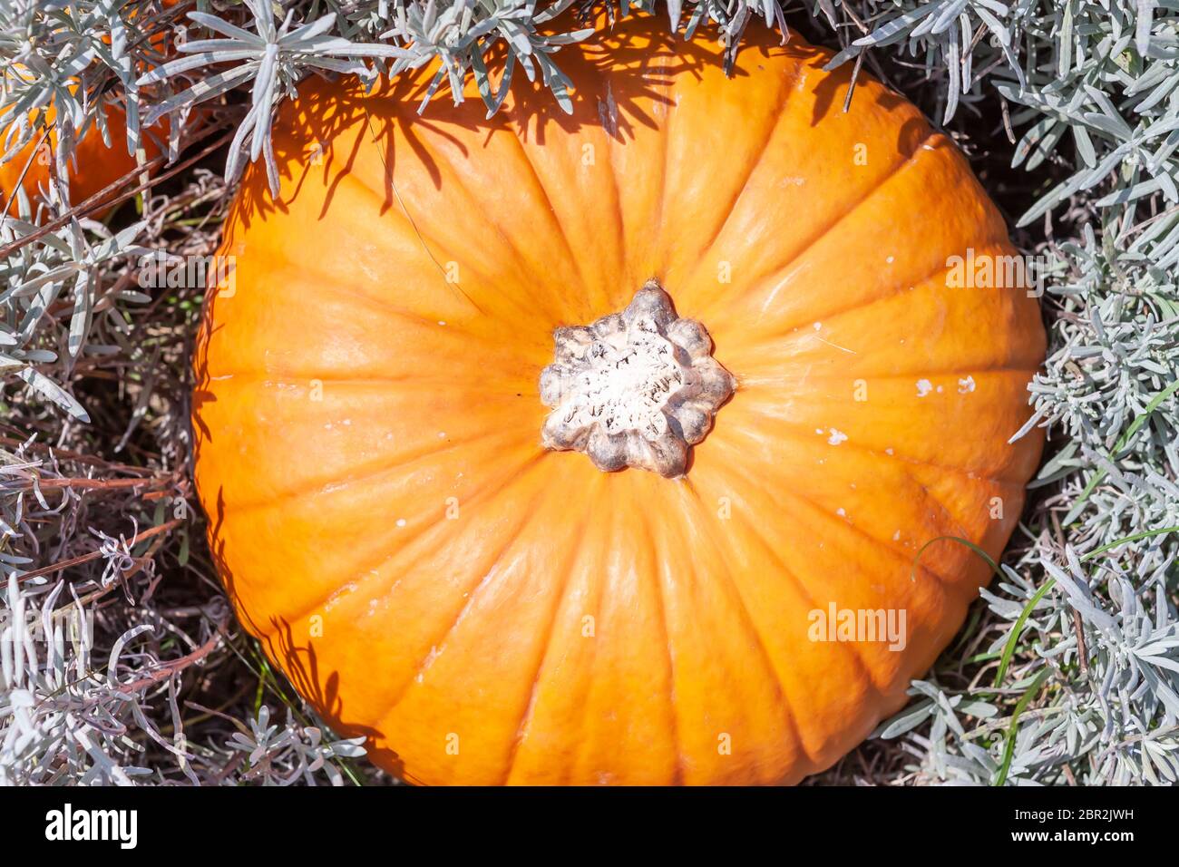 Arancio brillante la zucca in blue grass vista da sopra Foto Stock