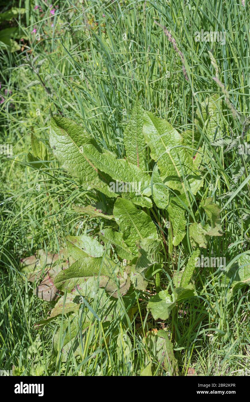 Di latifoglie / Dock Rumex obtusifolius cresce su strada orlo. Lo sfregamento delle foglie di di latifoglie Dock è un tradizionale kids' rimedio per le punture di ortica Foto Stock