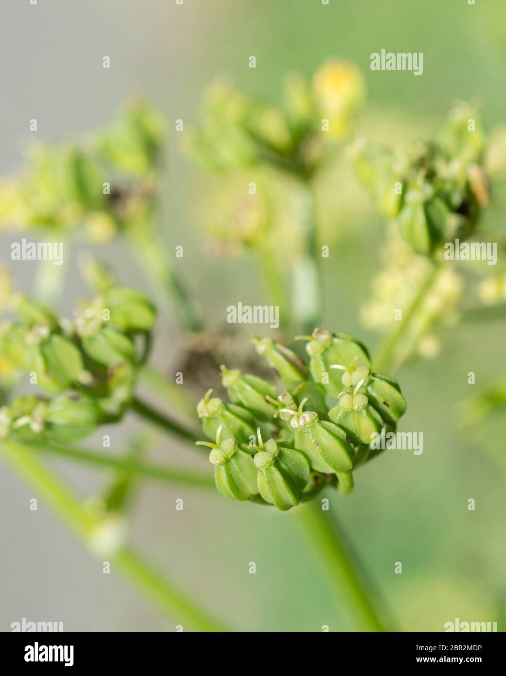 Macro shot verde Alexanders / Smyrnium olusatrum semi in hedgerow. Alexanders è foraged & una volta cresciuto per cibo (semi usati in cucina). Umbellifers. Foto Stock