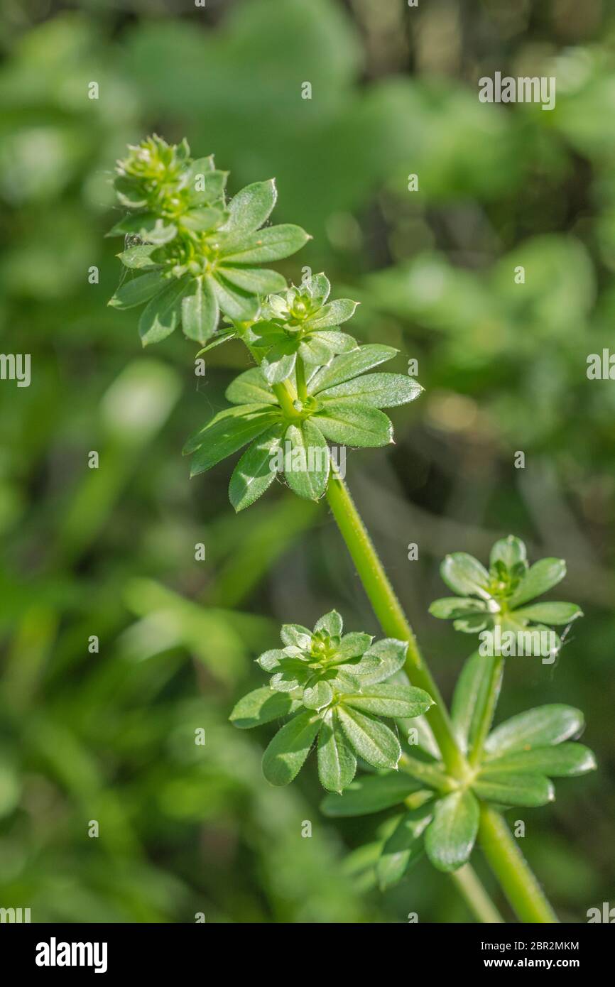 Foglie di Hedge Bedpaglia / Galium mollugo (o ibrido di) su una siedgerow soleggiata. Comune Regno Unito hedgerow erbacce una volta utilizzato come una pianta medicinale in rimedi a base di erbe. Foto Stock