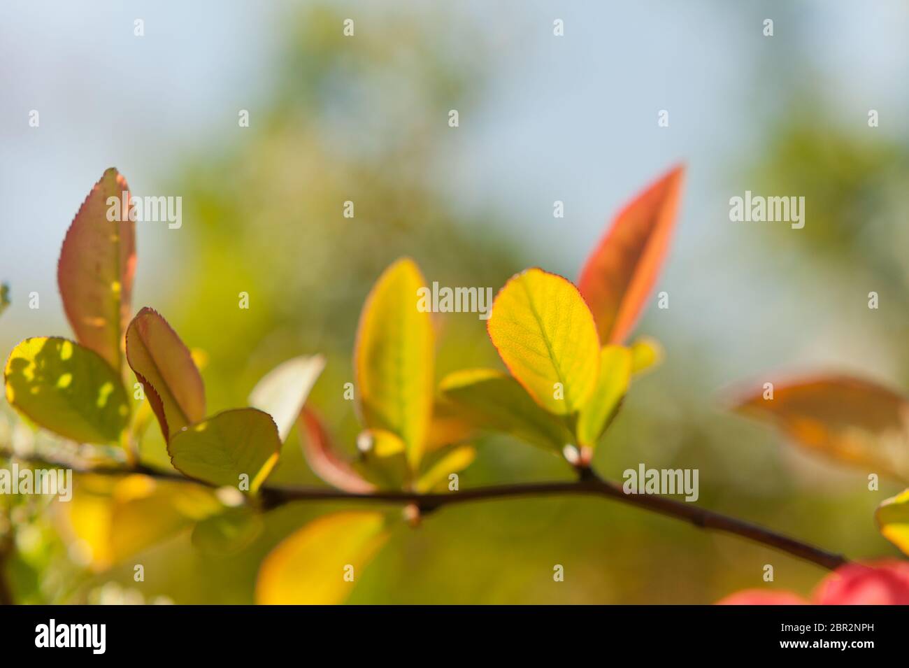 Immagine di foglie sfocate e verdi Foto Stock