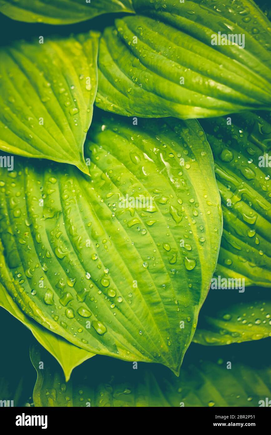 Belle foglie di osta con gocce di pioggia, un bel sfondo verde. Immagine a toni. Foto Stock