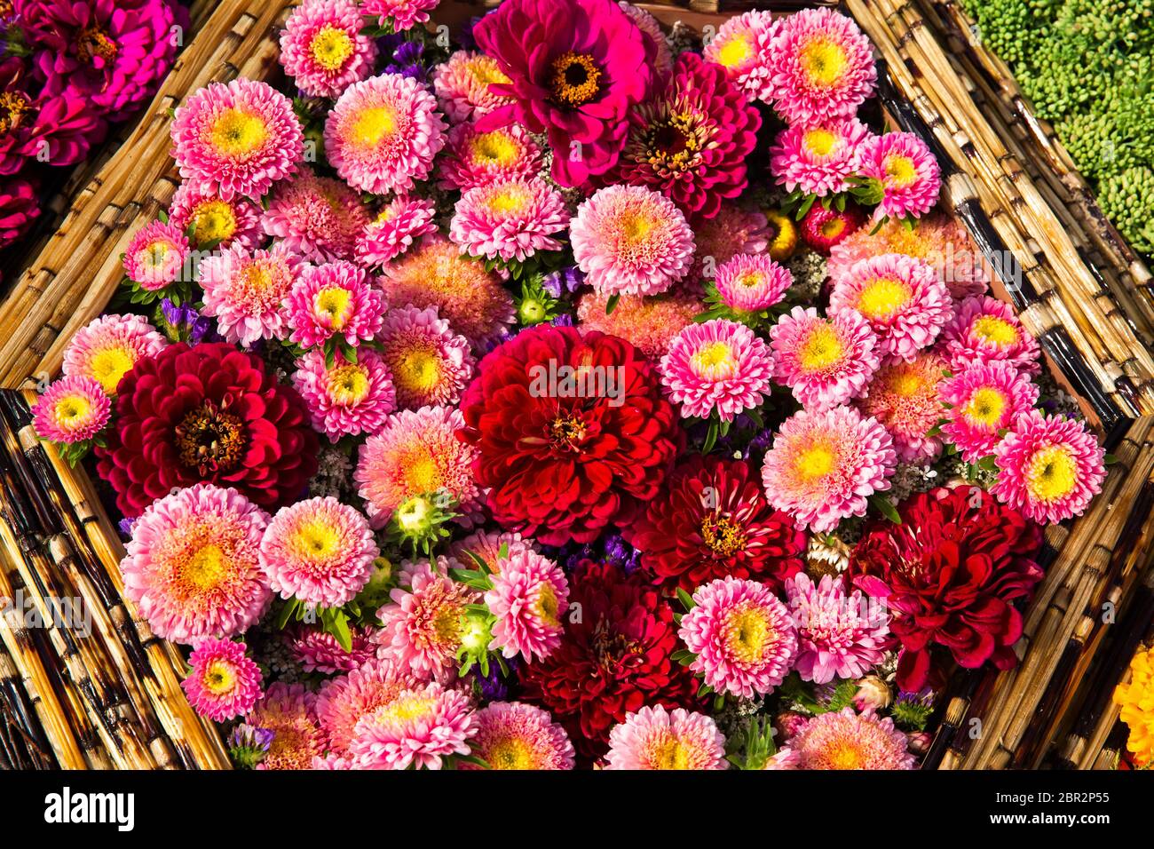 Bellissimo sfondo di fiori rossi e rosa. Fiori Aster. Vista dall'alto Foto Stock