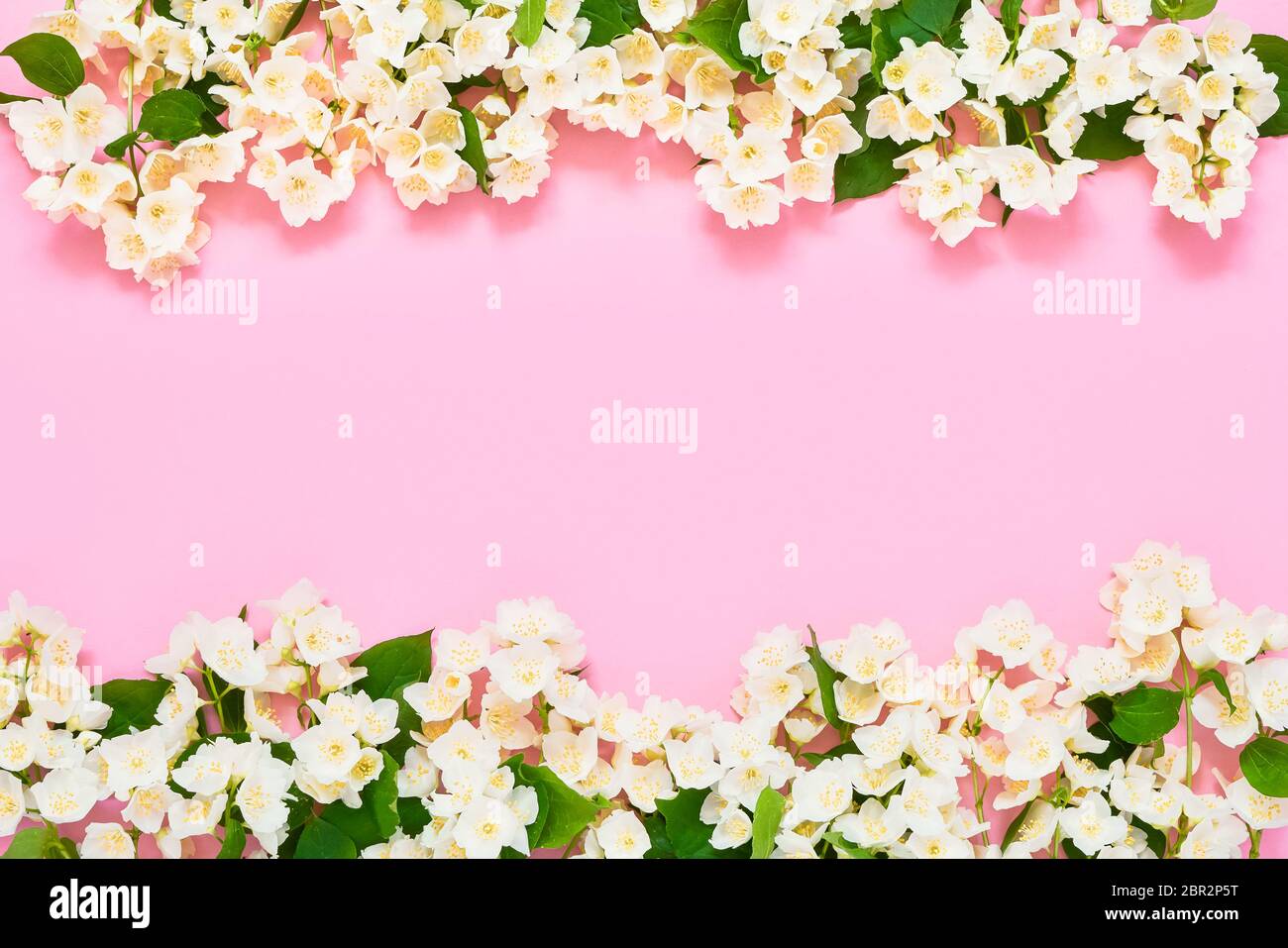 Jasmine, Philadelphus o fiori di mock-arancio bordo su sfondo rosa. Spazio di copia, vista dall'alto. Biglietto di auguri. Sfondo estivo. Foto Stock