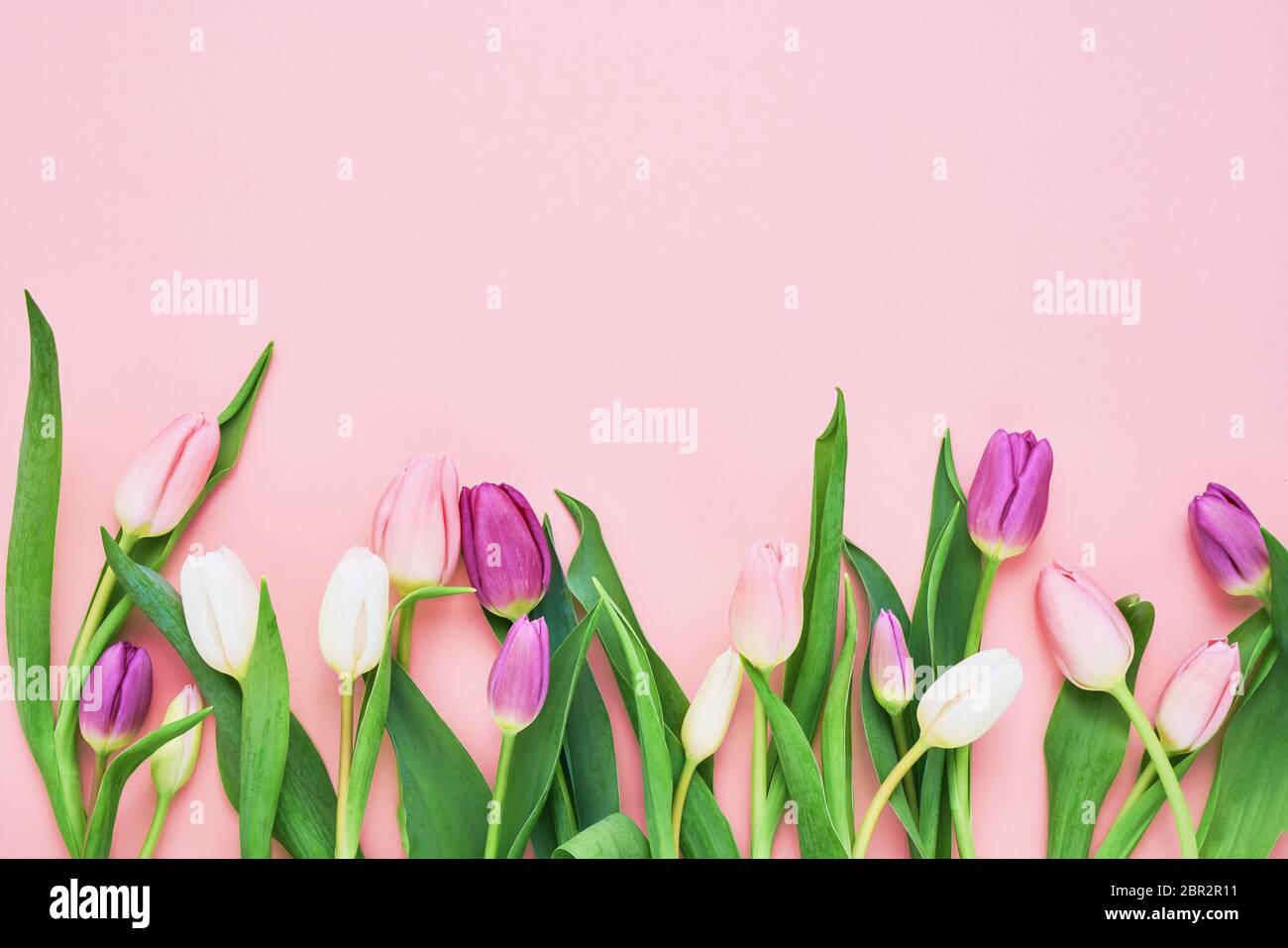 Bouquet di tulipani rosa e bianco su sfondo rosa. Festa della mamma, San Valentino, concetto di festa di compleanno. Spazio di copia, vista dall'alto. Biglietto di auguri. Foto Stock