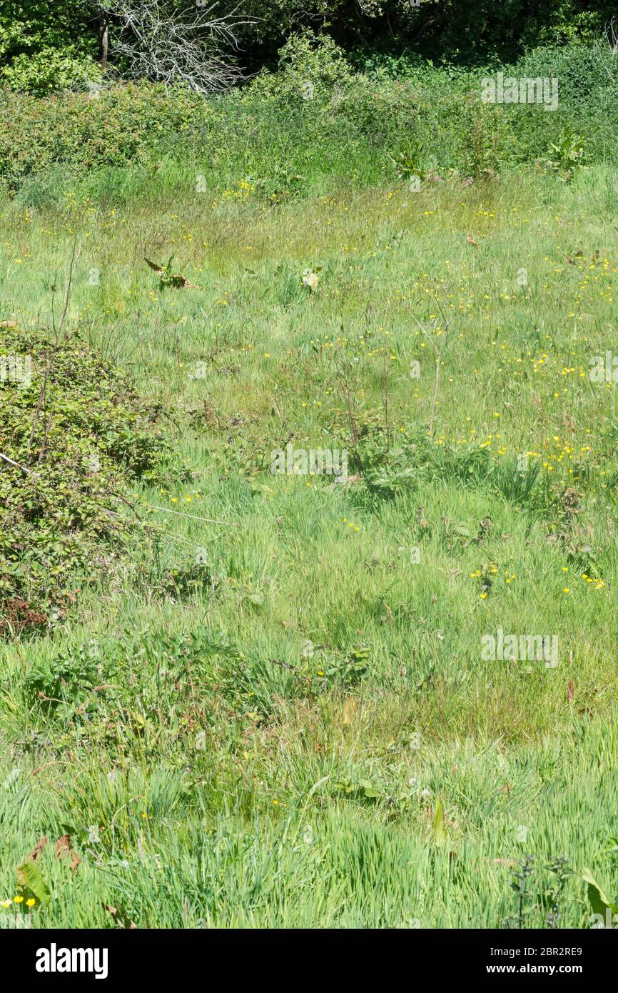 Terra di spreco e hedgerow swamped da erbe lunghe e erbacce. Cerotto metafora di erbacce, cerotto erbacce, sopravcrescita, sorpasso da semi, ingolfatto. Foto Stock