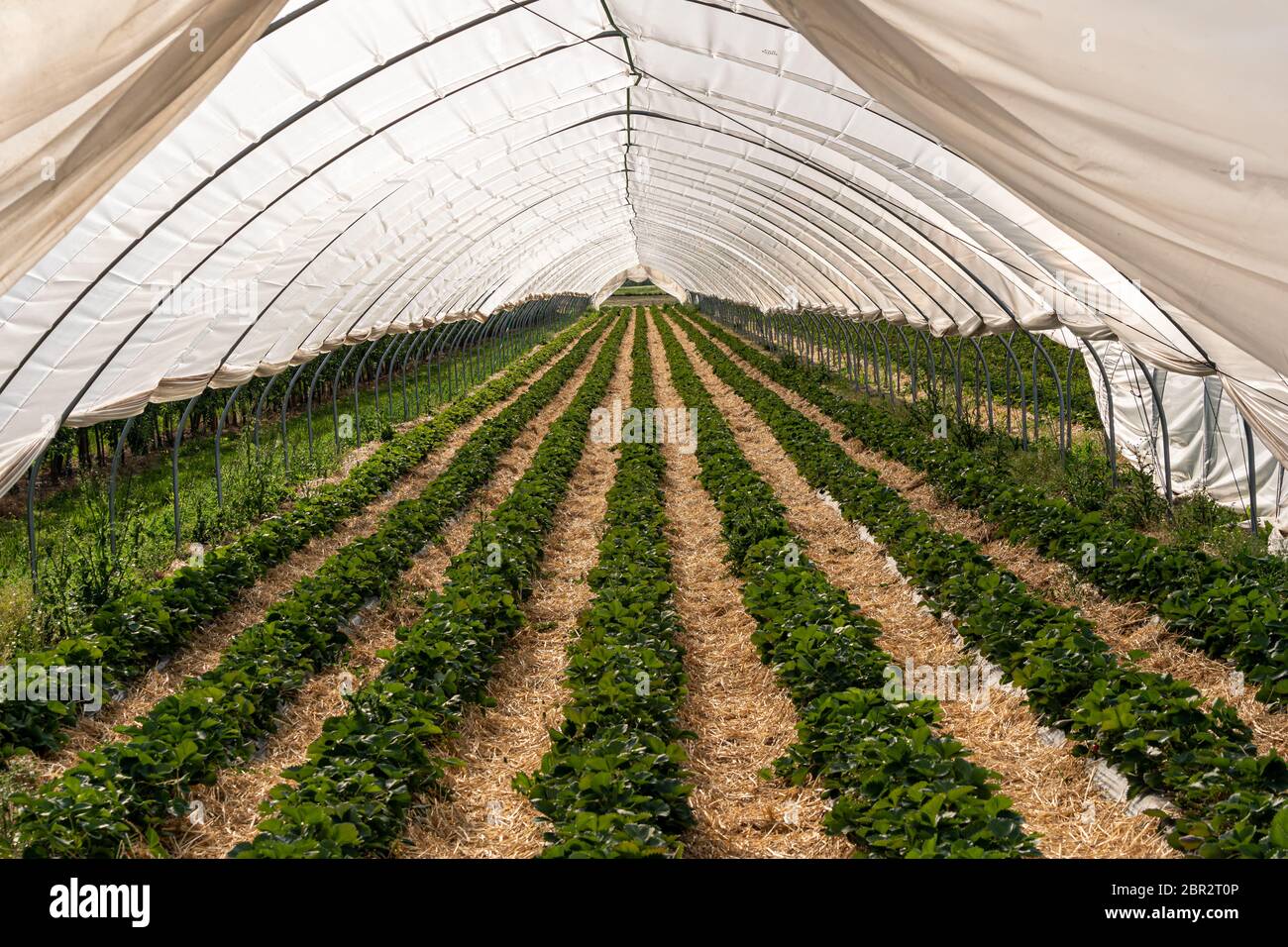 Magnifiche piante di fragole nella serra del tunnel delle fragole da coltivazione protetta. Località: Germania, Baden Wuerttemberg, Oberkirch Foto Stock