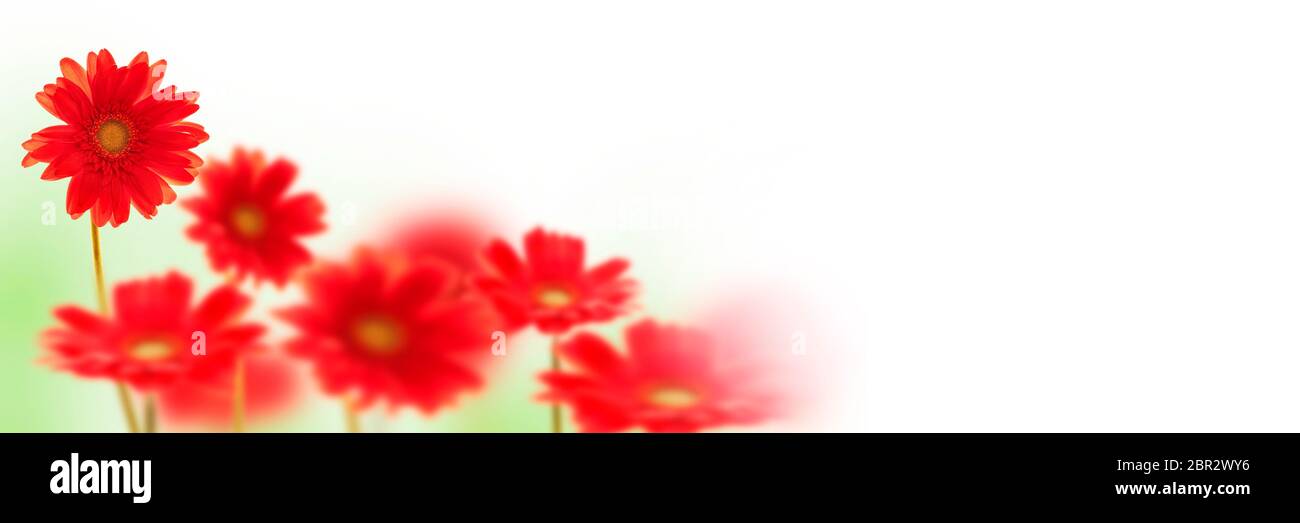 Gerbera rossa su sfondo bianco panoramico Foto Stock