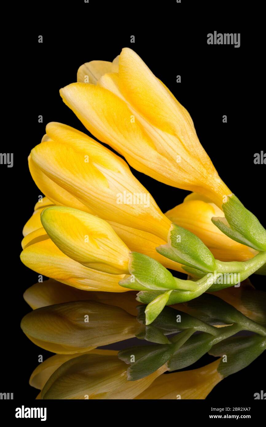 Fiori di bella freesia gialla isolato su sfondo nero, riflessione Foto Stock