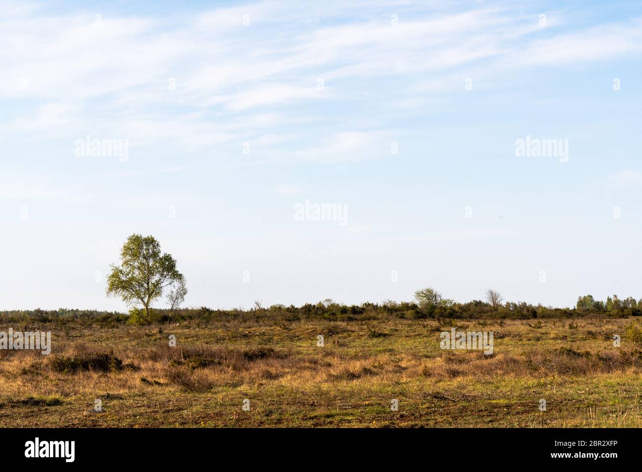 Lone Birch albero in un grande paesaggio arido Stora Alvaret sull'isola Oland in Svezia Foto Stock