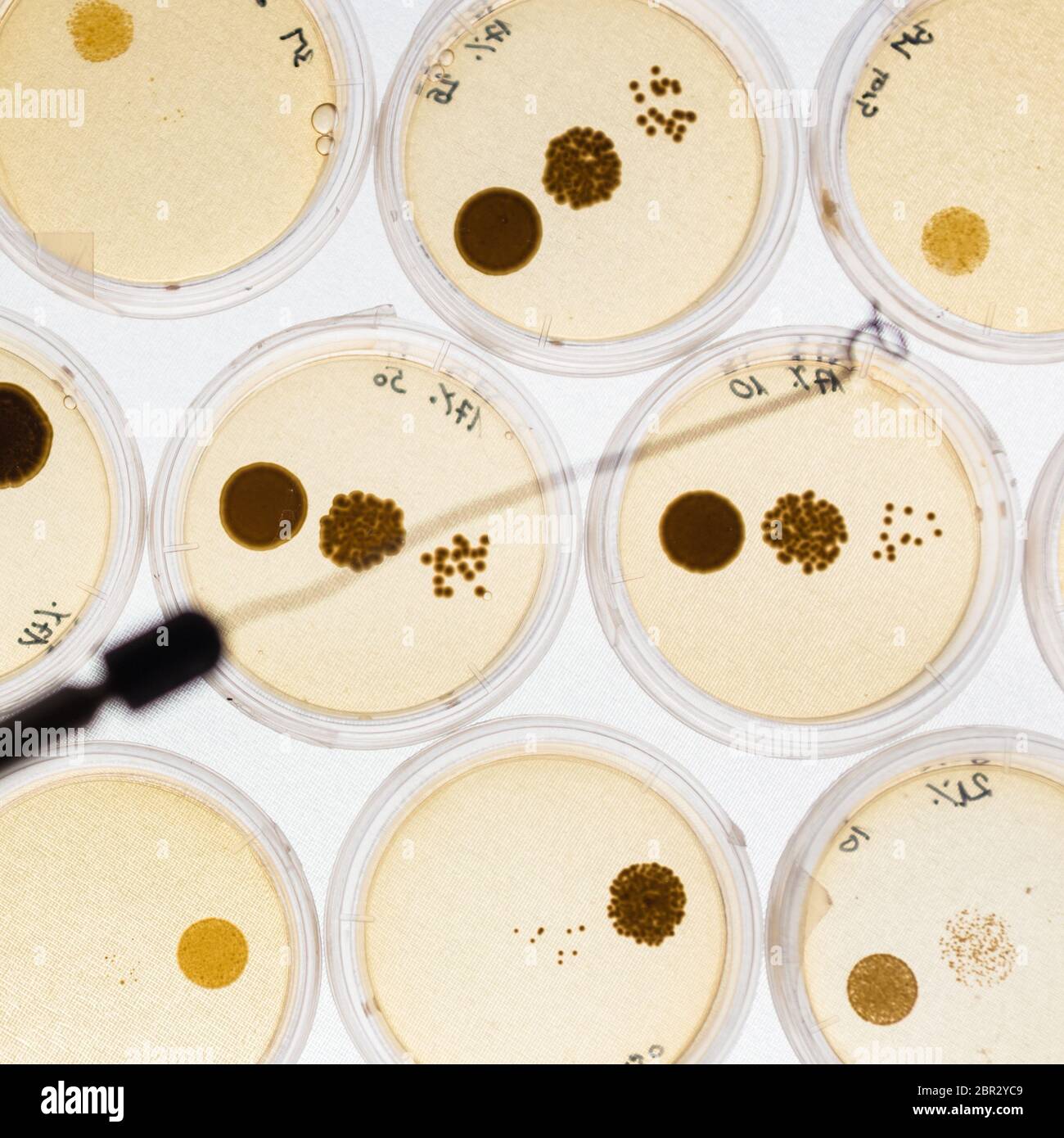 Crescere i batteri in piastre di Petri su gel di agar come una parte di esperimento scientifico. Foto Stock