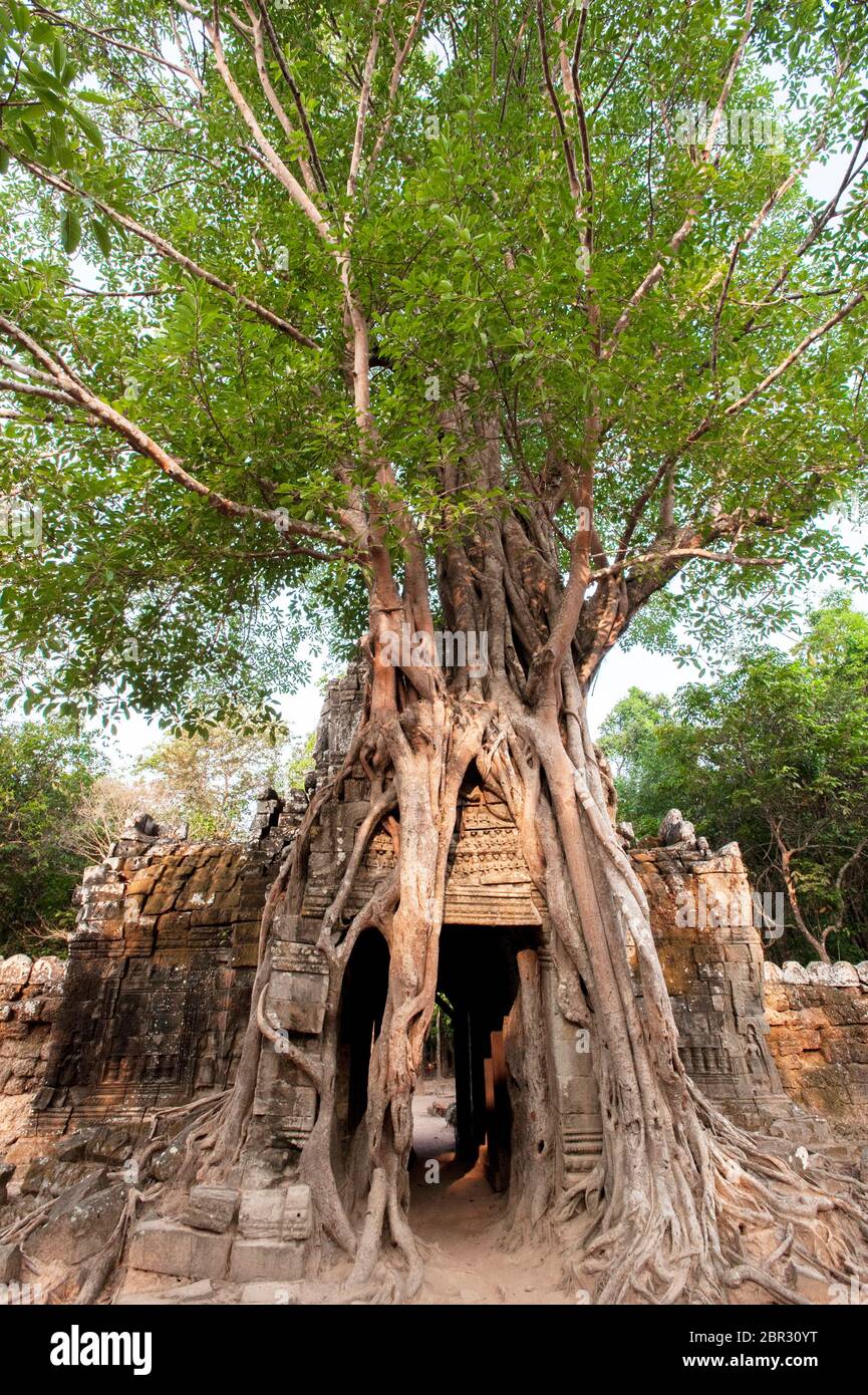 Un albero di fico di Strangler copre la Torre di ingresso del Tempio di Ta Som. Angkor, Patrimonio dell'Umanità dell'UNESCO, provincia di Siem Reap, Cambogia, Sud-est asiatico Foto Stock