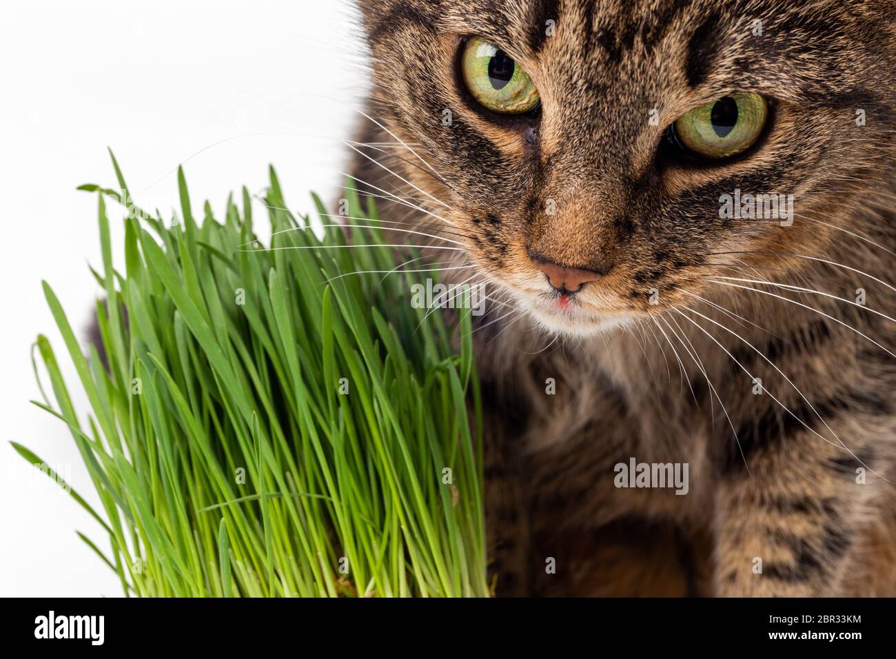 gatto tabby dagli occhi gialli che mangia erba verde fresca da vicino  sfondo bianco con messa a fuoco e sfocatura selettive Foto stock - Alamy