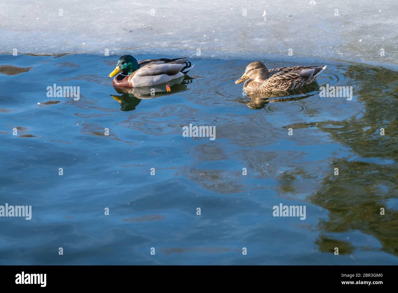 Maschio e femmina di anatre nuotare in acque fredde di un laghetto in inverno Foto Stock