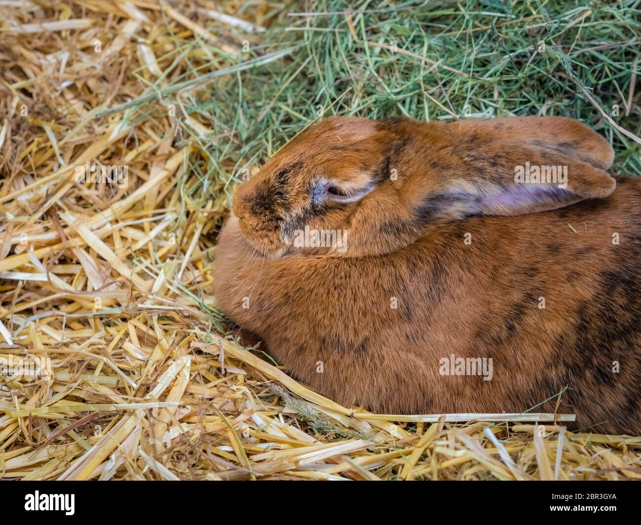 Carino piccolo coniglio peloso closeup - foto scattata sulla fattoria rurale nella campagna inglese Foto Stock