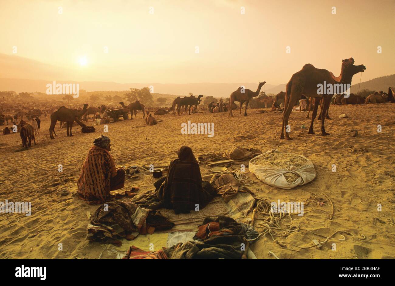 Cammelli alla fiera del cammello di Pushkar, Pushkar, Rajasthan, India Foto Stock