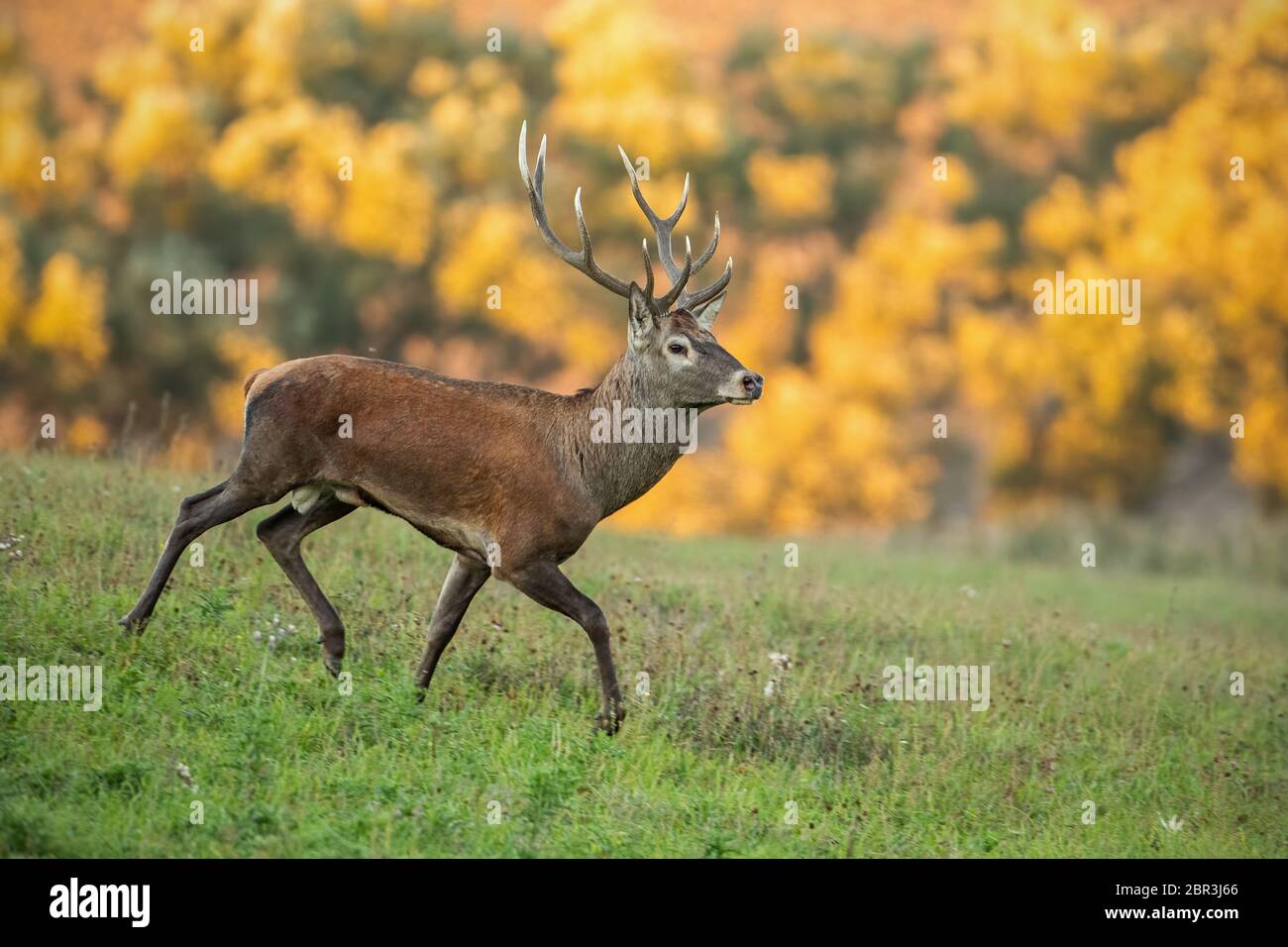 Il capriolo Capreolus capreolus, buck in estate. Animale selvatico con lo spazio intorno si avvicinano. La fauna selvatica scenario di mammifero camminando su un prato con dei fiori. Foto Stock