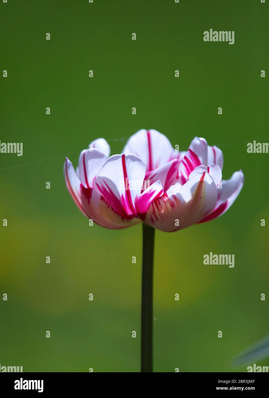 tulipano in fiore con petali bianchi con striature viola Foto Stock