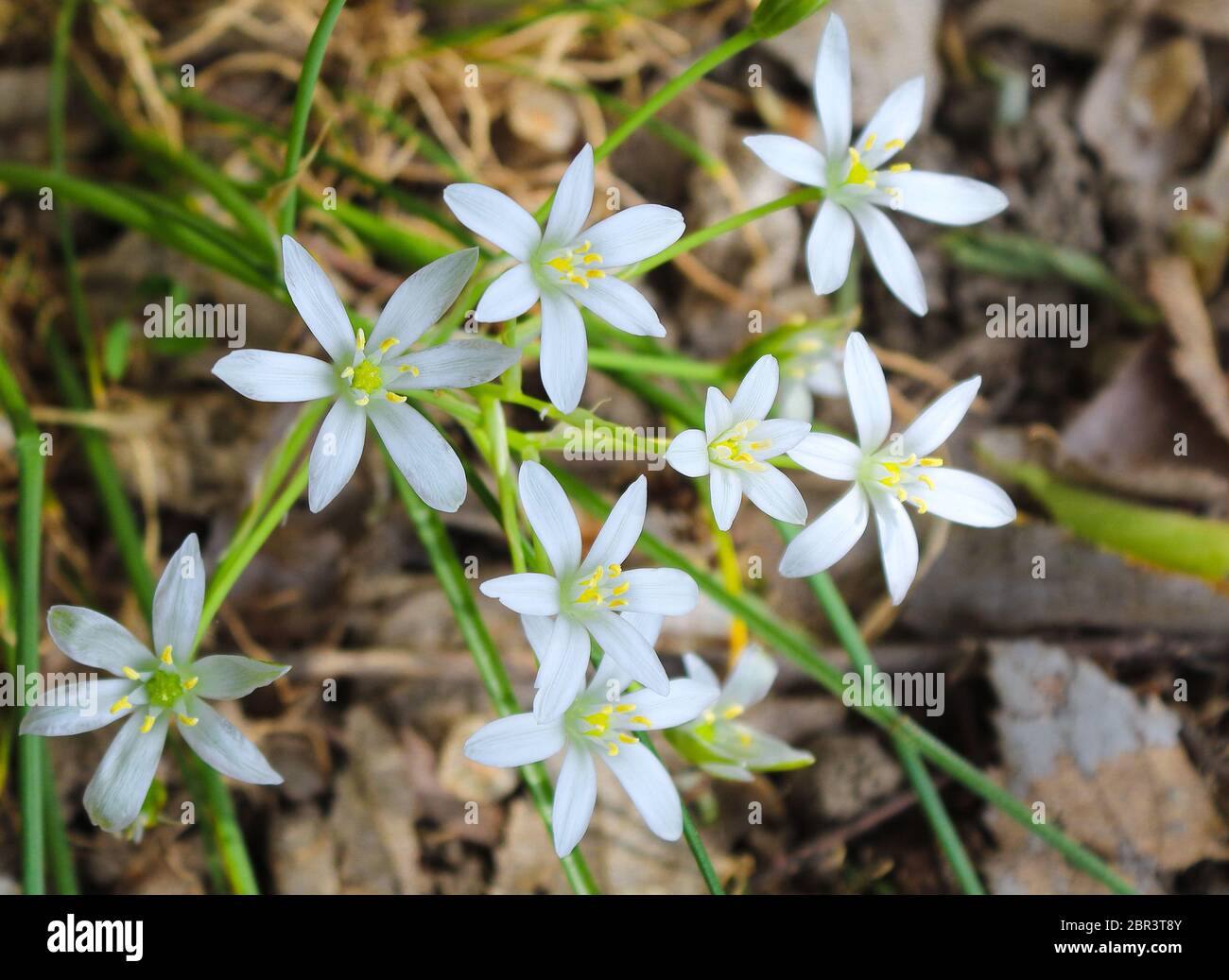 Stella di Betlemme - ornithogalum umbellatum fiori in primavera Foto Stock