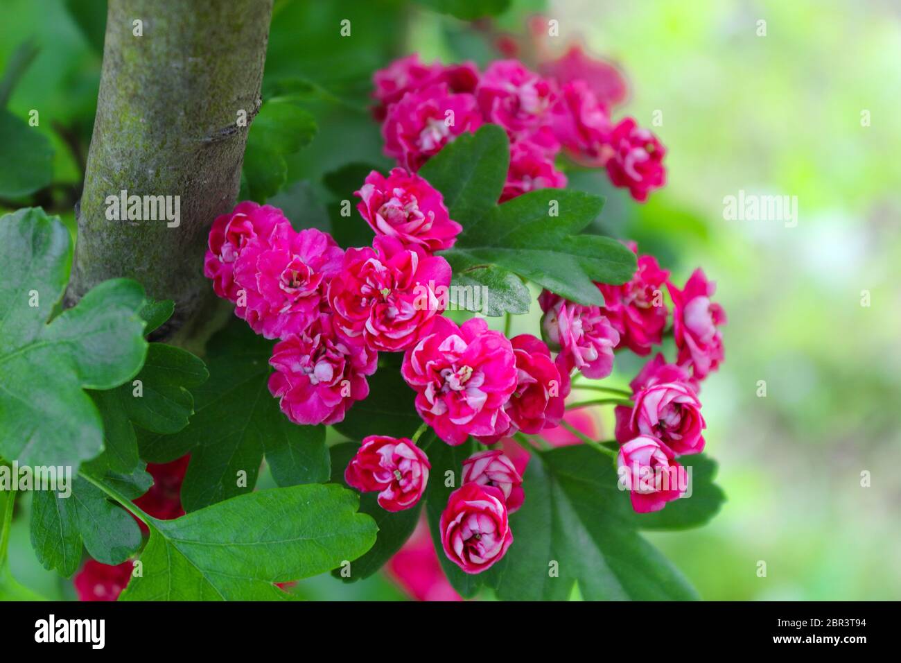 Crataegus Pauls Scarlet Tree. Ramo di fioritura di Crataegus Foto Stock