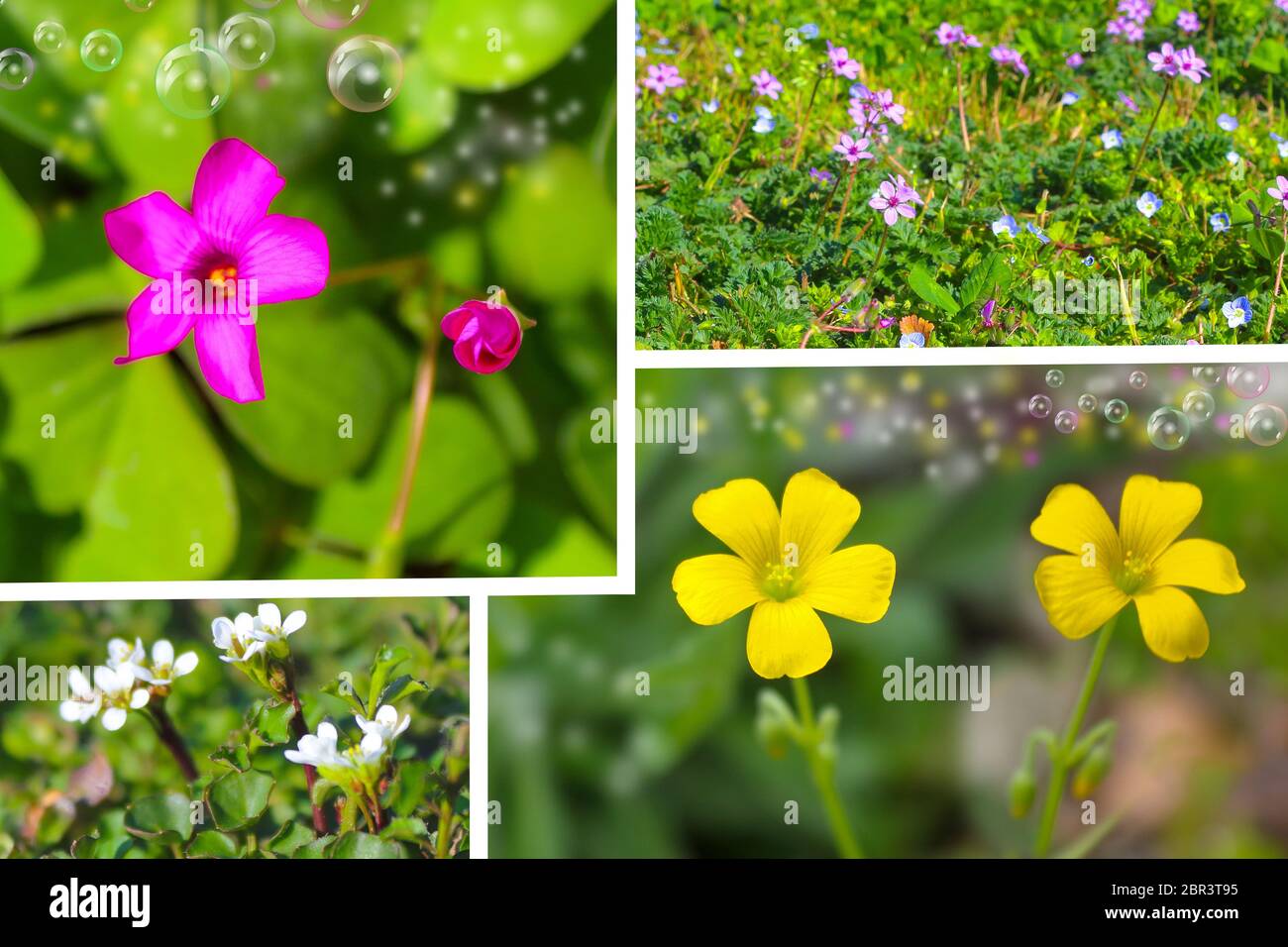 Molla di fiori di primule, closeup di fiori di primavera. collage Foto Stock