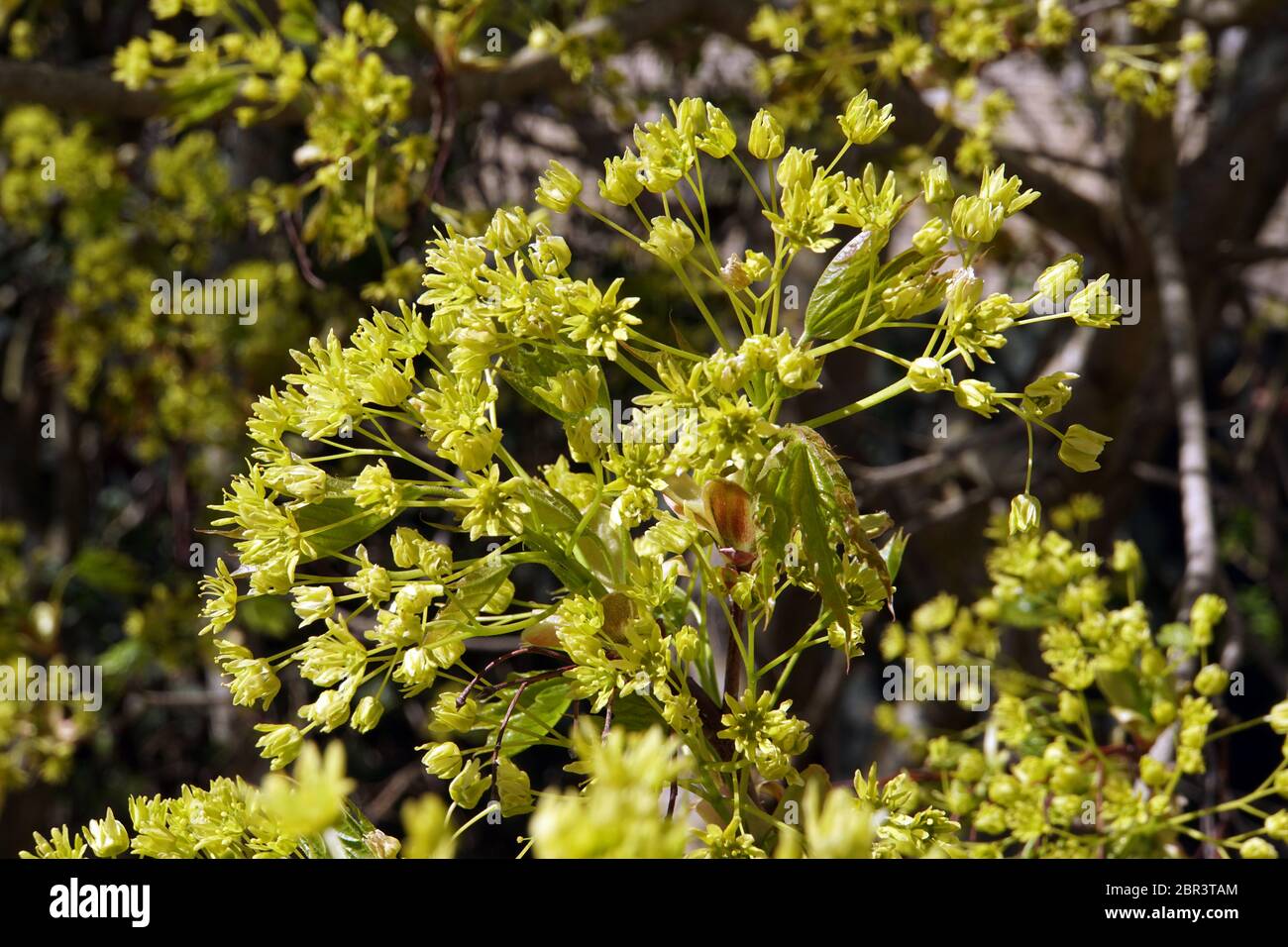 Blüte des Spitzahorn (Acer platanoides), Auch Spitzblättriger Ahorn, Apenrade, Süddänemark, Dänemark Foto Stock